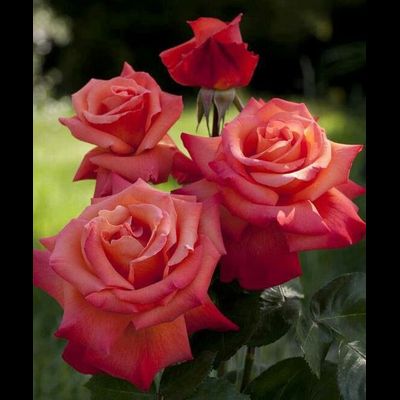 Христофор Колумб (Christophe Colomb)