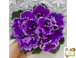 Dn-Юная Француженка (Д. Денисенко) 2016 г.