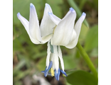 Scilla rosenii alba с синим маркером