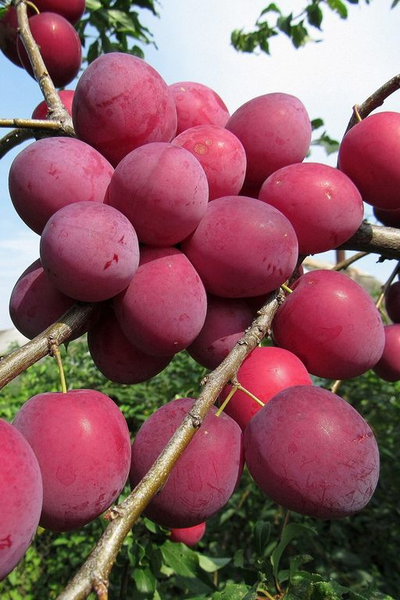 Алыча  Кубанская комета