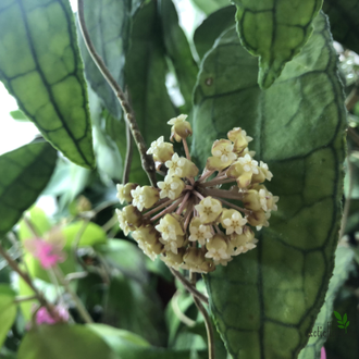 Hoya finlaysonii long leaves