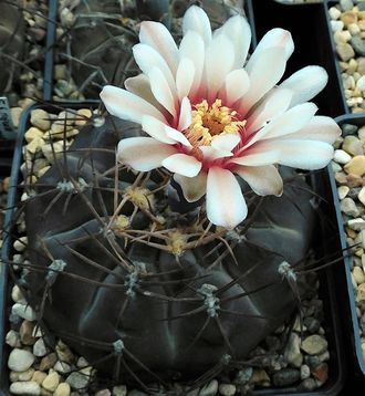 Gymnocalycium ferrarii VG-665 - 5 семян