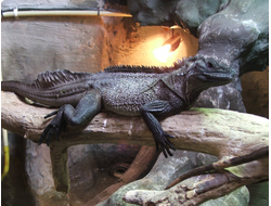 Парусная агама Вебера (Hydrosaurus weberi)