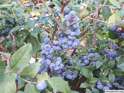 Голубика Элизабет - Elisabeth