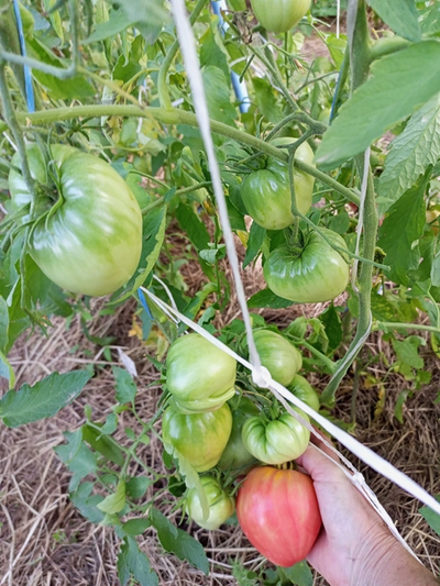 Томат Бычье сердце Ким времен гражданской войны, Kim’s Civil War Oxheart (США)