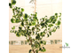 Ficus Benjamina Iren / фикус Бенджамина Ирен