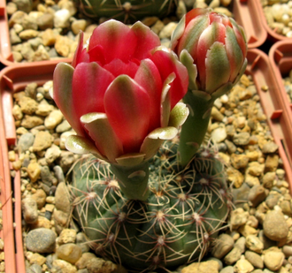 Gymnocalycium baldianum aff.VG-572 (D=10мм)