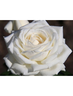 Роза чайно-гибридная Боинг