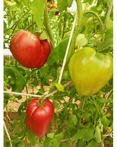 Томат Рабочий выпуск пасты (Work Release Paste)