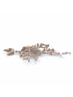 скелеты животных Скелет лошади рассыпаный