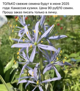 Камассия кузики