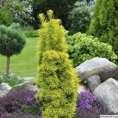 Тисс ягодный Давид - David