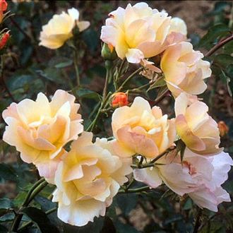 Голдаммер (Саммер холидей)Goldammer / Summer Holidays. Клаймбер. John Scarman