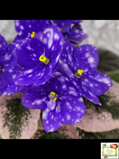 Rivermist Heavenly (J. Baker) (лист с детками укоренённый)