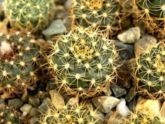 Frailea sp.Nueva Italia (D=10мм)