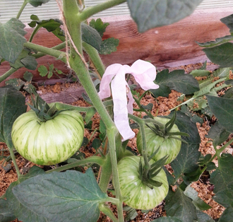 Семена томата Золта зебра