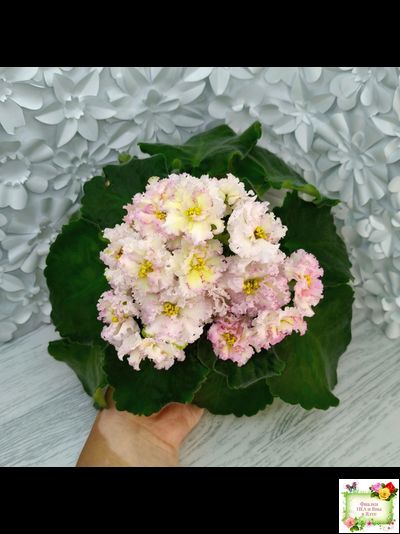 ЛЕ-Злато Скифов (Е. Лебецкая) 2015 г.