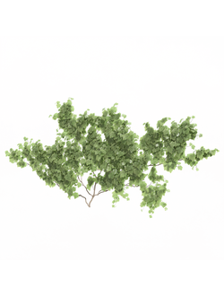 вьющиеся Виноград культурный 3