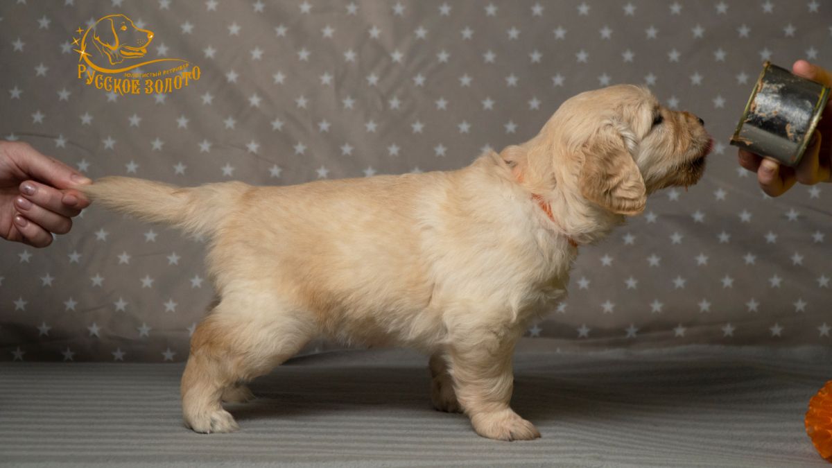 РЗ Шанти Ивина, девочка оранжевая ленточка, 1 месяц