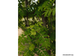 Рябина обыкновенная в форме шпалеры