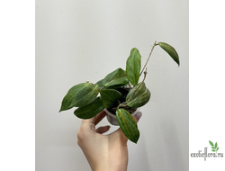 24/07/2025  ⁠Hoya Fitchii orange flowers