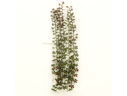 MiniWarPaint: Девичий виноград. Размер "M"