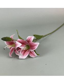 Лилия розовая