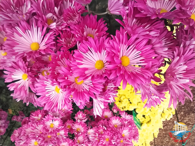 Никитский ботанический сад