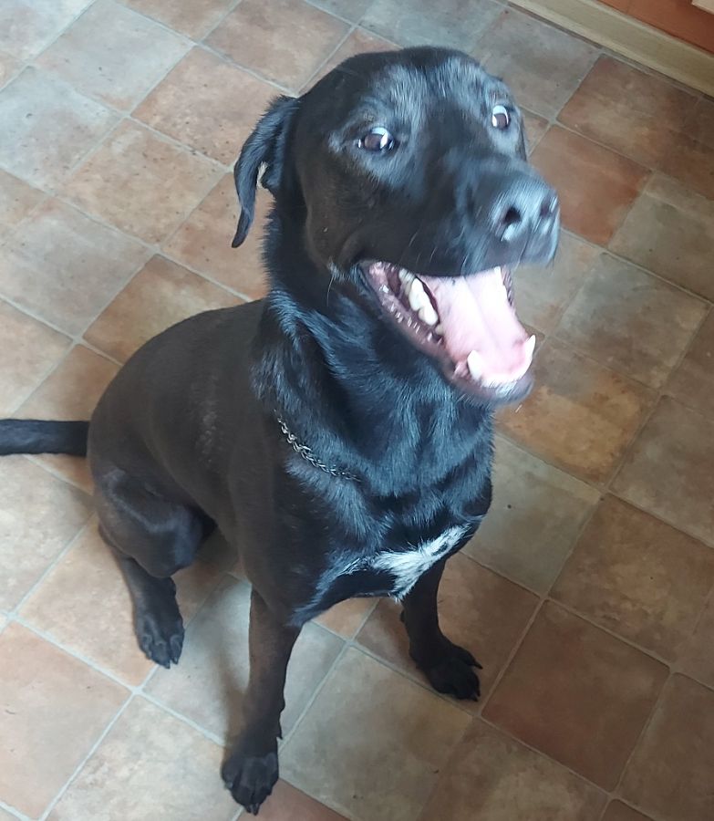 Идеальная собака - Домашняя передержка