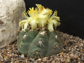 Copiapoa mollicula FR 525 - 5 семян