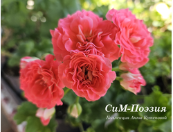 Пеларгония Поэзия фото