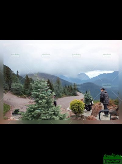 Тачка комовоз "ТАНК" V1000 универсал для перевозки растений в горшках и комах до 1000кг