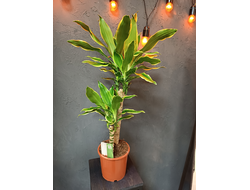 Драцена Голоден Кост 17/80см