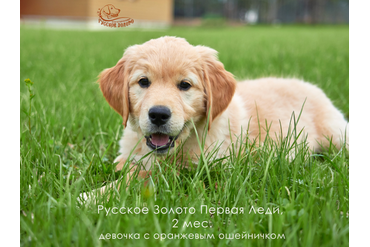 2 месяца. Девочка ОРАНЖЕВЫЙ ошейничек