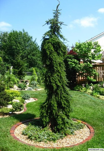 Ель сербская Пендула - фото крупным планом - красовский-сад.рф