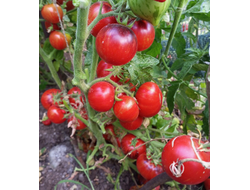 Томат Анто полосатый (Dwarf Striped Antho) США