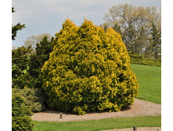 Туя западная Санкист (Thuja occidentalis Sunkist), 3,0 л