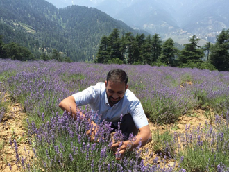 Лаванда горная (Lavandula angustifolia), Кашмир (30 мл) - 100% натуральное эфирное масло