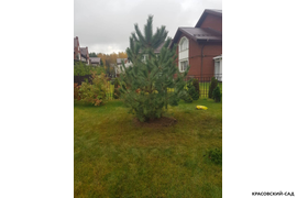 Сосна крымская черная -фото на участке - красовский-сад.рф