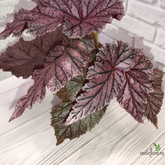 Бегония Tingley Mallet / Begonia incarnata var. purpurascens х Begonia Eldorado