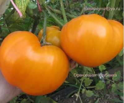 Томат Оранжевая клубника (Orange Strawberry)