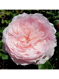 Мисаки (Misaki)