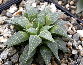 Haworthia magnifica v.acuminata GM 310 - укорененная детка