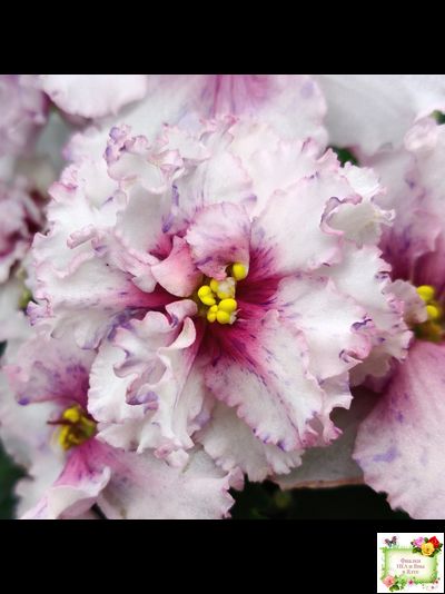 РМ-Ягодный Мармелад (Н.Скорнякова) 2019 г.