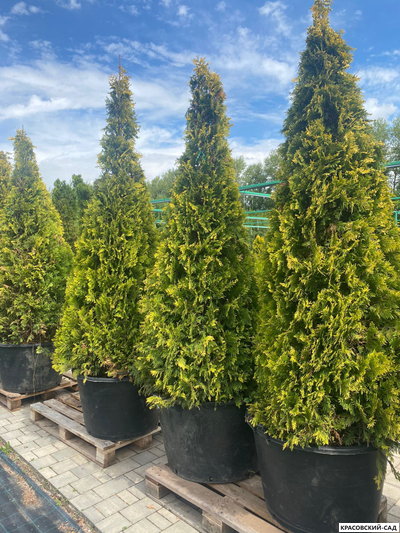 Туя Еллоу Риббон - Yellow Ribbon