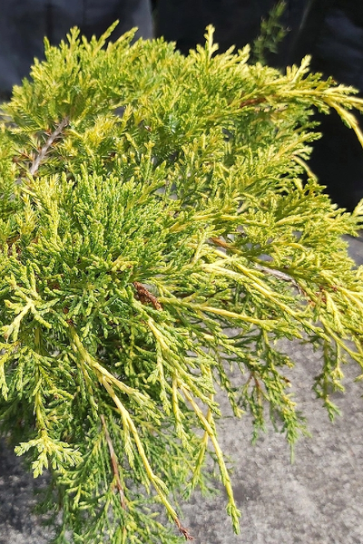 Можжевельник средний Pfitzeriana Aurea