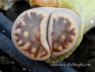 Lithops karasmontana ssp.bella C285 - 10 семян