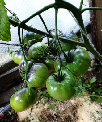 Семена томата Синий Том