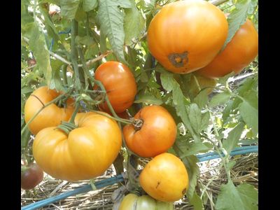 Томат Медовый спас