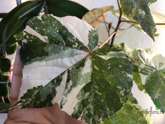 Гибискус Липолистный вариегатный / Hibiscus  tiliaceus variegata